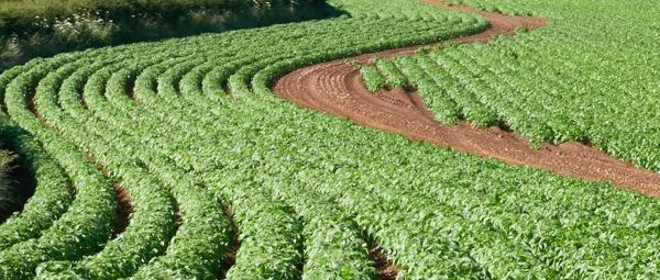 A field of crops planted in wavy lines