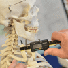 A student taking a measurement on the upper body of a skeleton