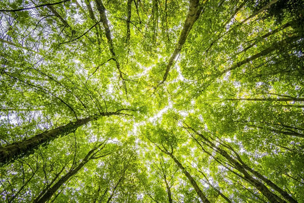 Forest canopy