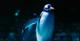 A gentoo penguin stands on rocks at The Deep
