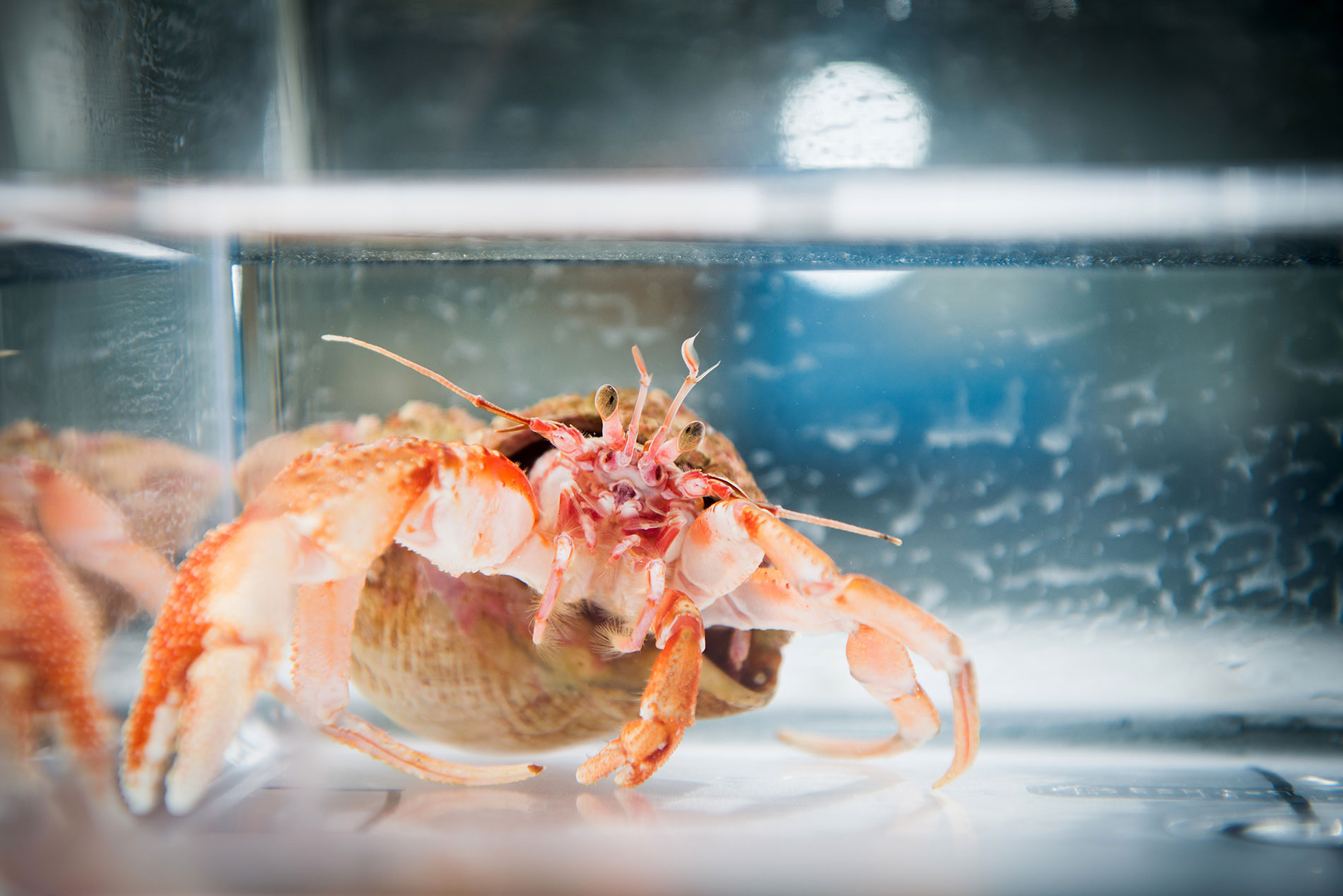 Crab-specimens-in-Biology-Lab-UNI-9150