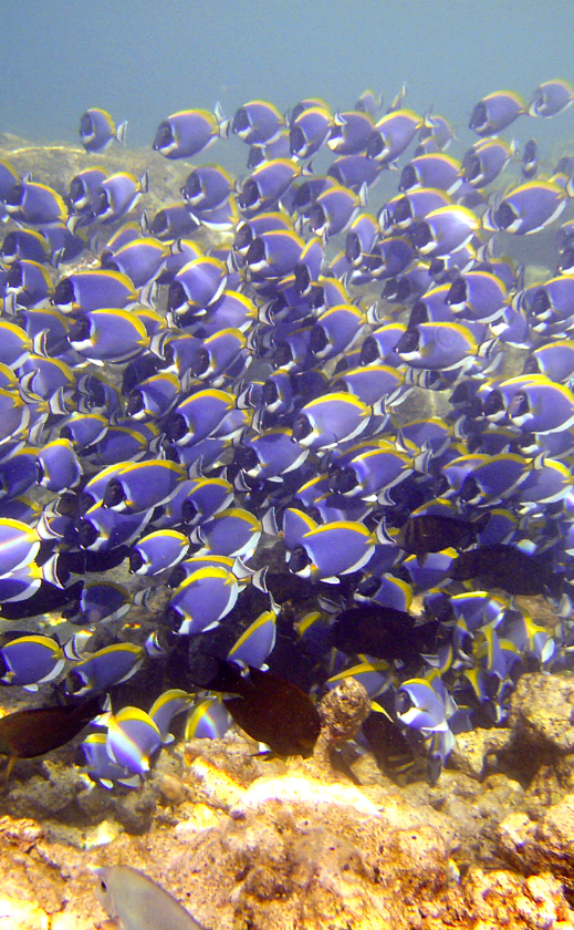 Surgeon Fish Shoal Feeding@2x