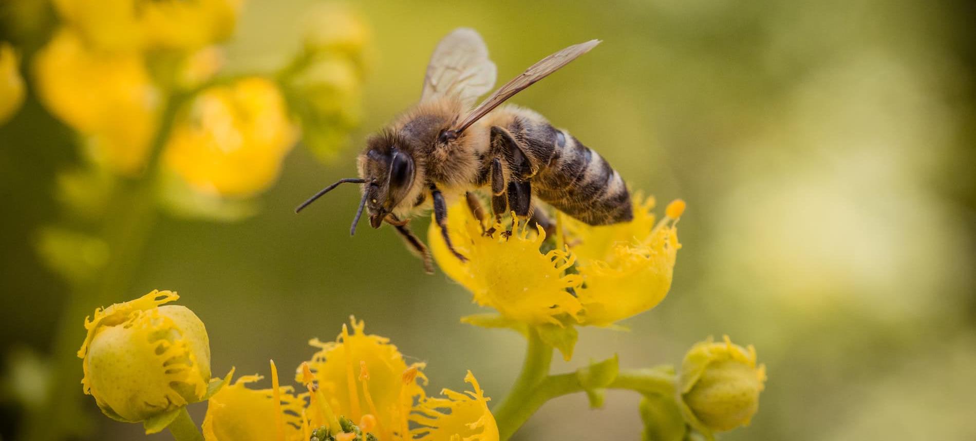 Bee on a flower