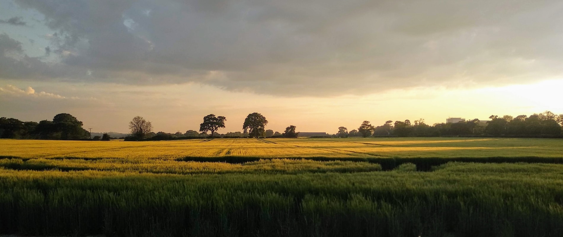 Farmland-field-conor-hennessy-unsplash