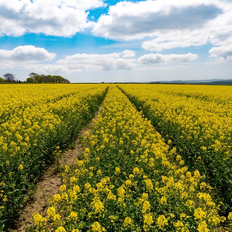 Farmland-field-si-westworth-unsplash-square-web