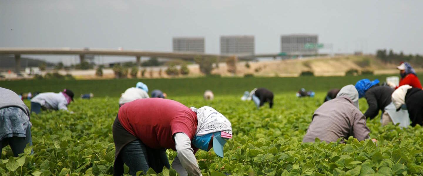 farm-workers-cropped-1900x800