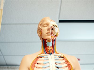 Elevating anatomy education through cross-school collaboration