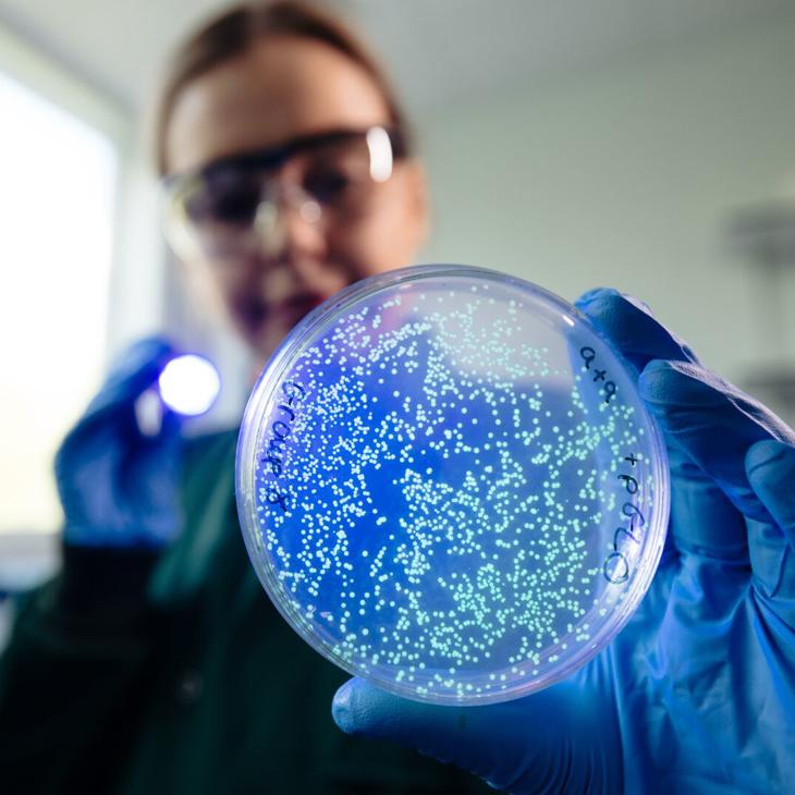 student examining petri dish under a special light