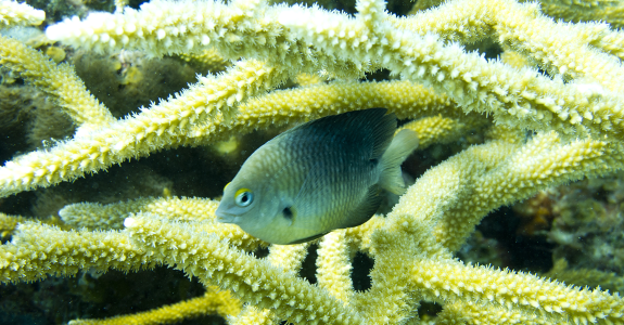 fish-coral