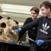 two students examining a hippo skull