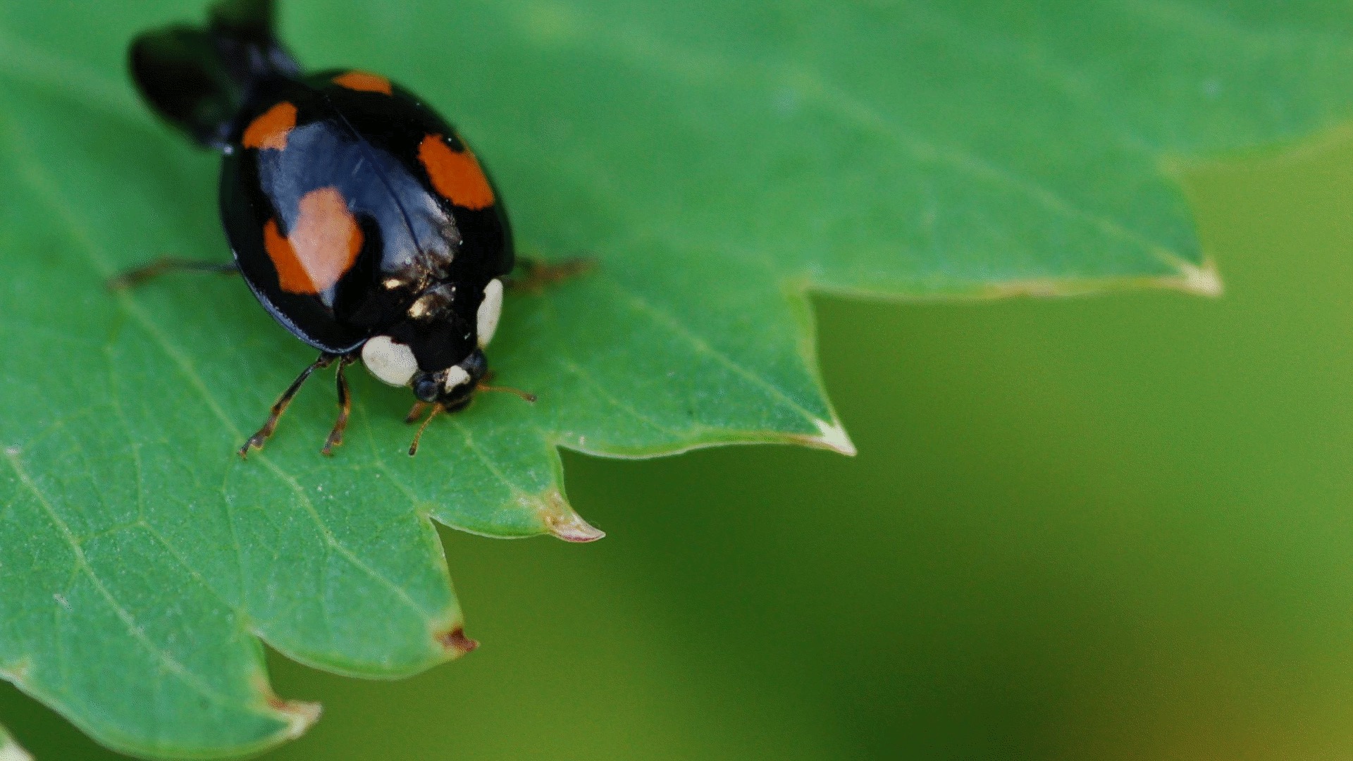 ladybird2