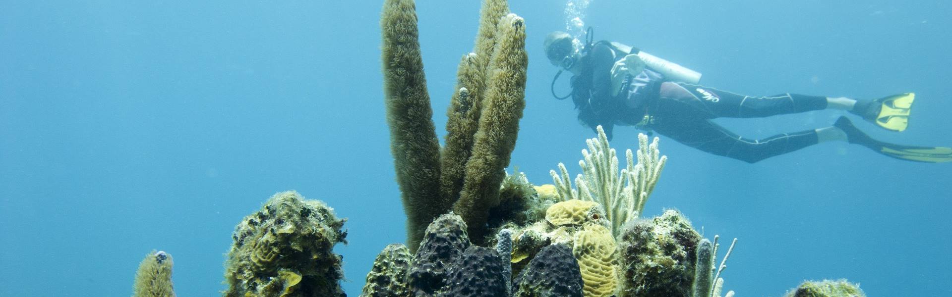 underwater-with-coral