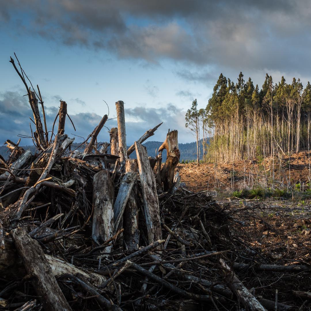 A partially logged forest