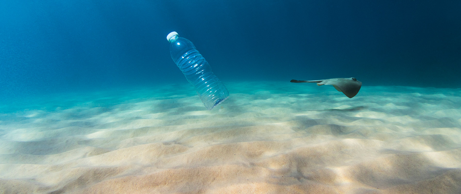 Ray with a bottle in the ocean