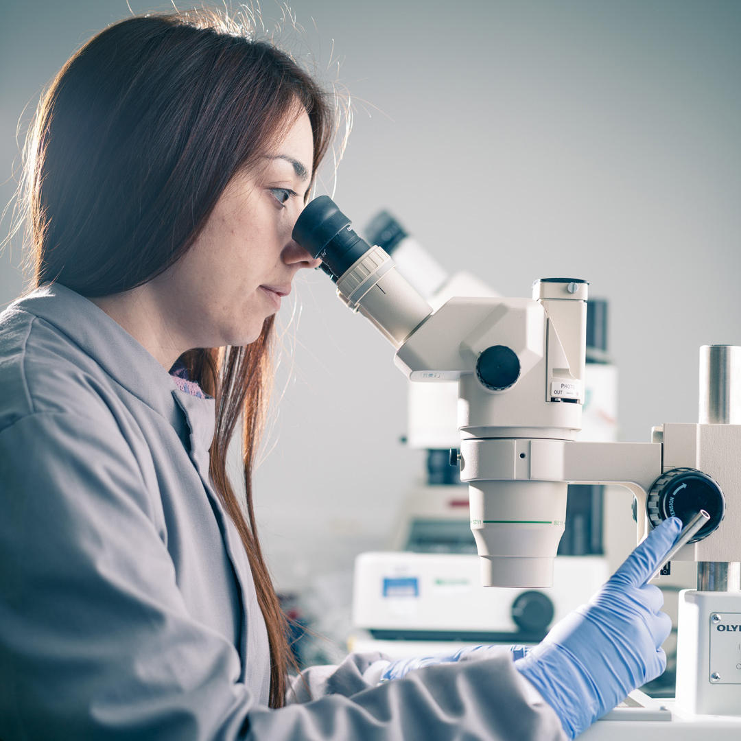 A student looks through a microscope in a Biomedical research lab 