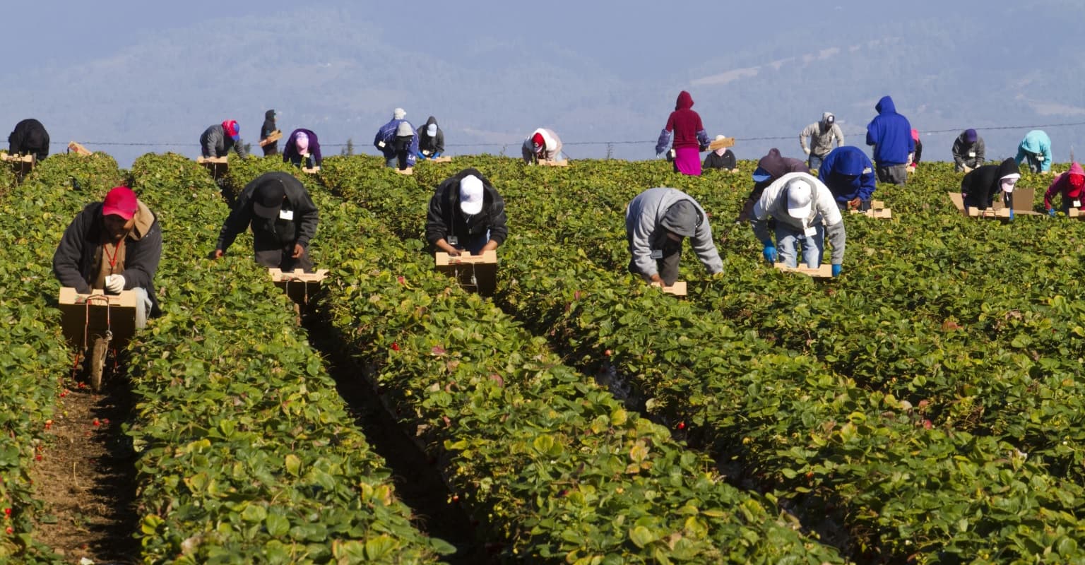 workers field