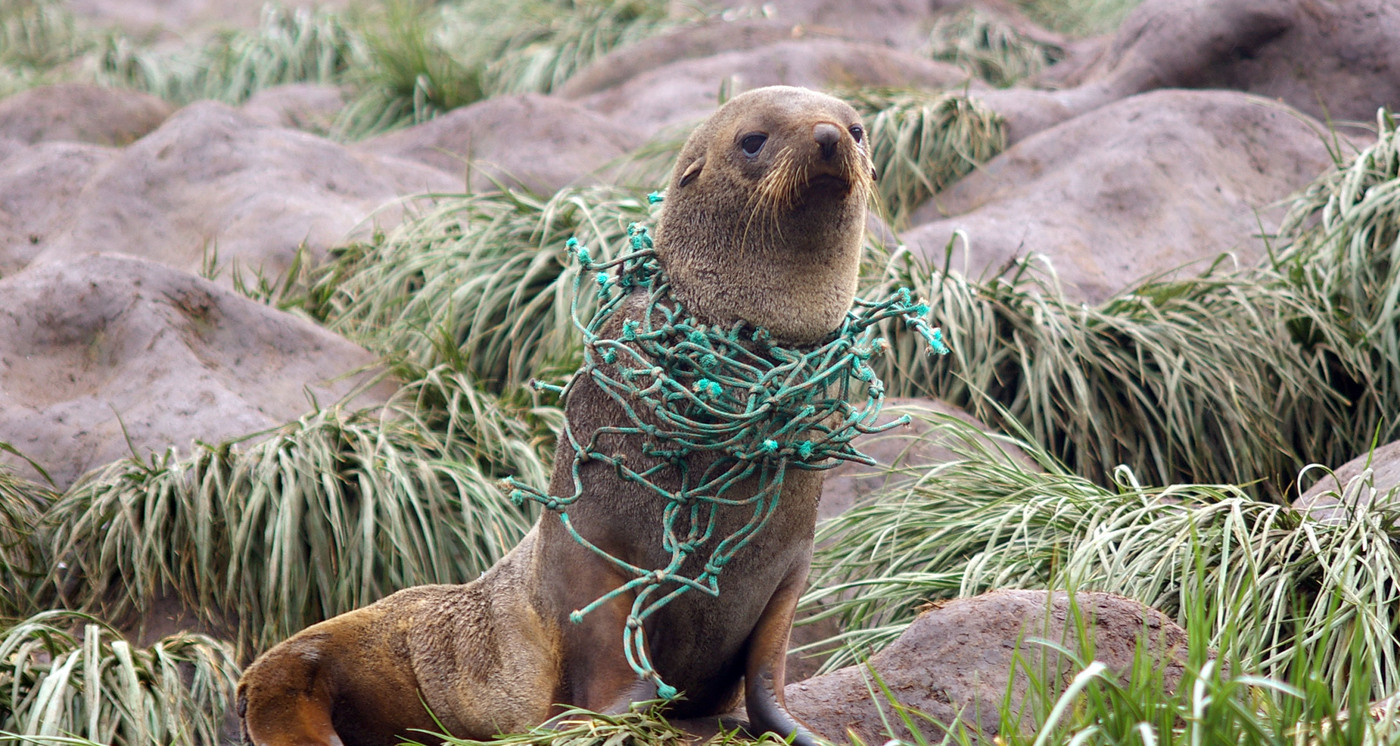 Seal cropped