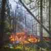 A fire rages amongst trees in a forest