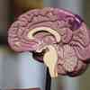 A model of a cross section of the human brain.