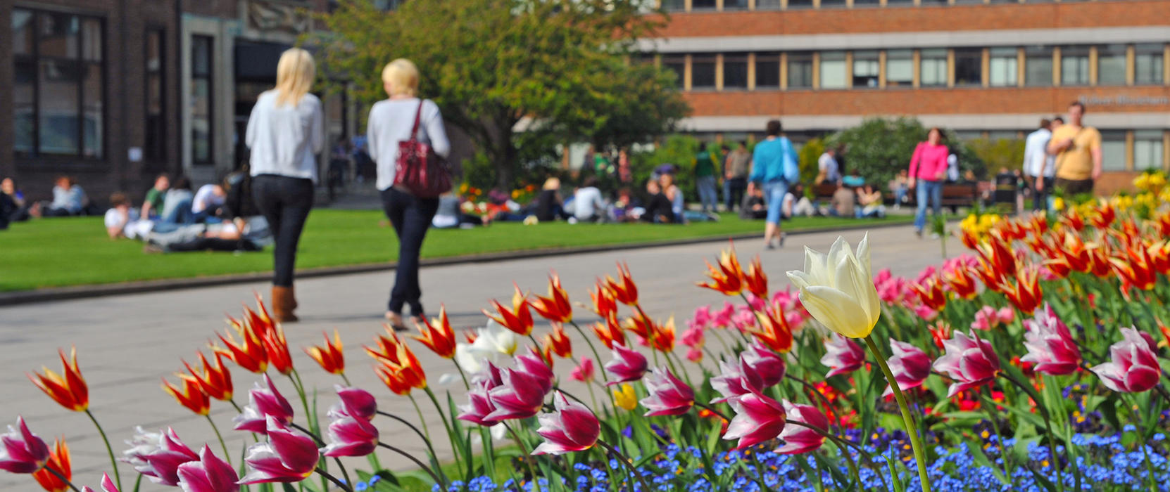 Campus tulips in Spring
