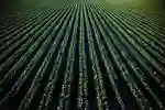 Filed of crops