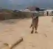A child dragging some wood - child labour