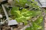 Green lettuces growing in white plastic stacked trays in a glasshouse