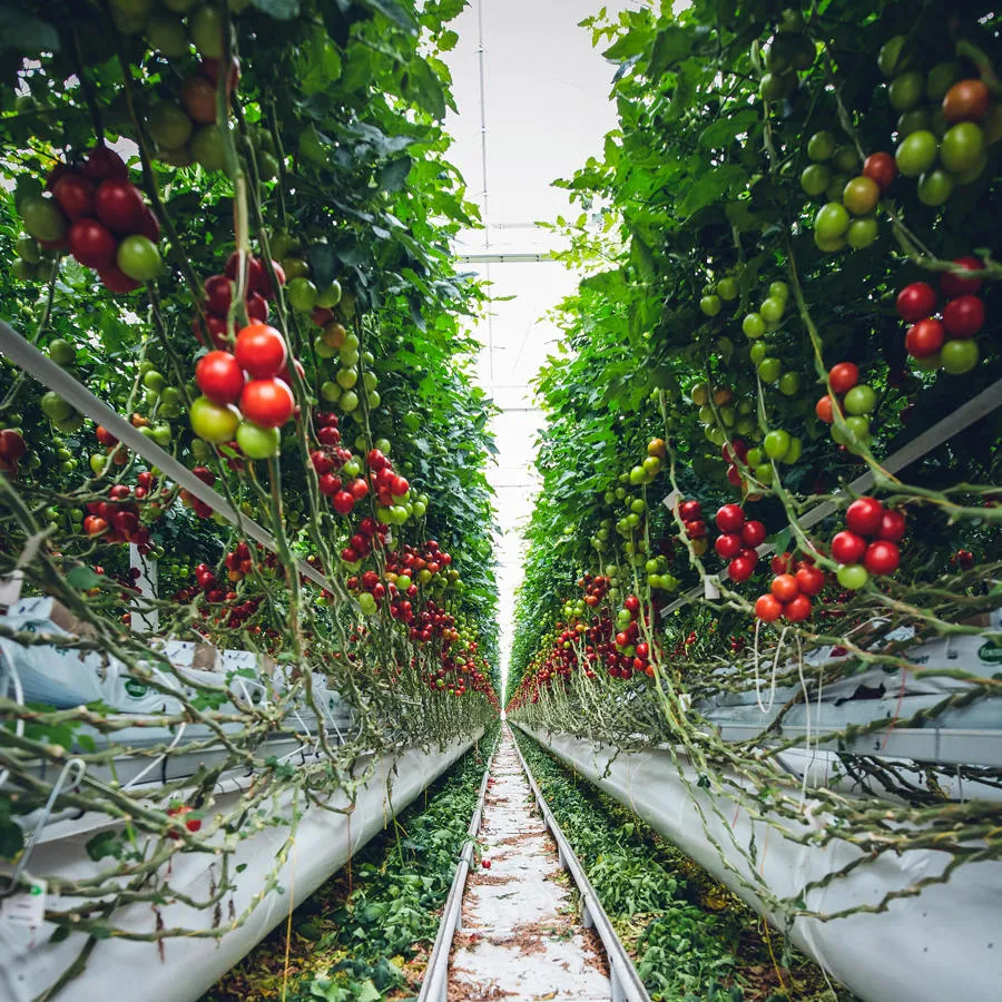 Tomatoes growing in a greenhouse