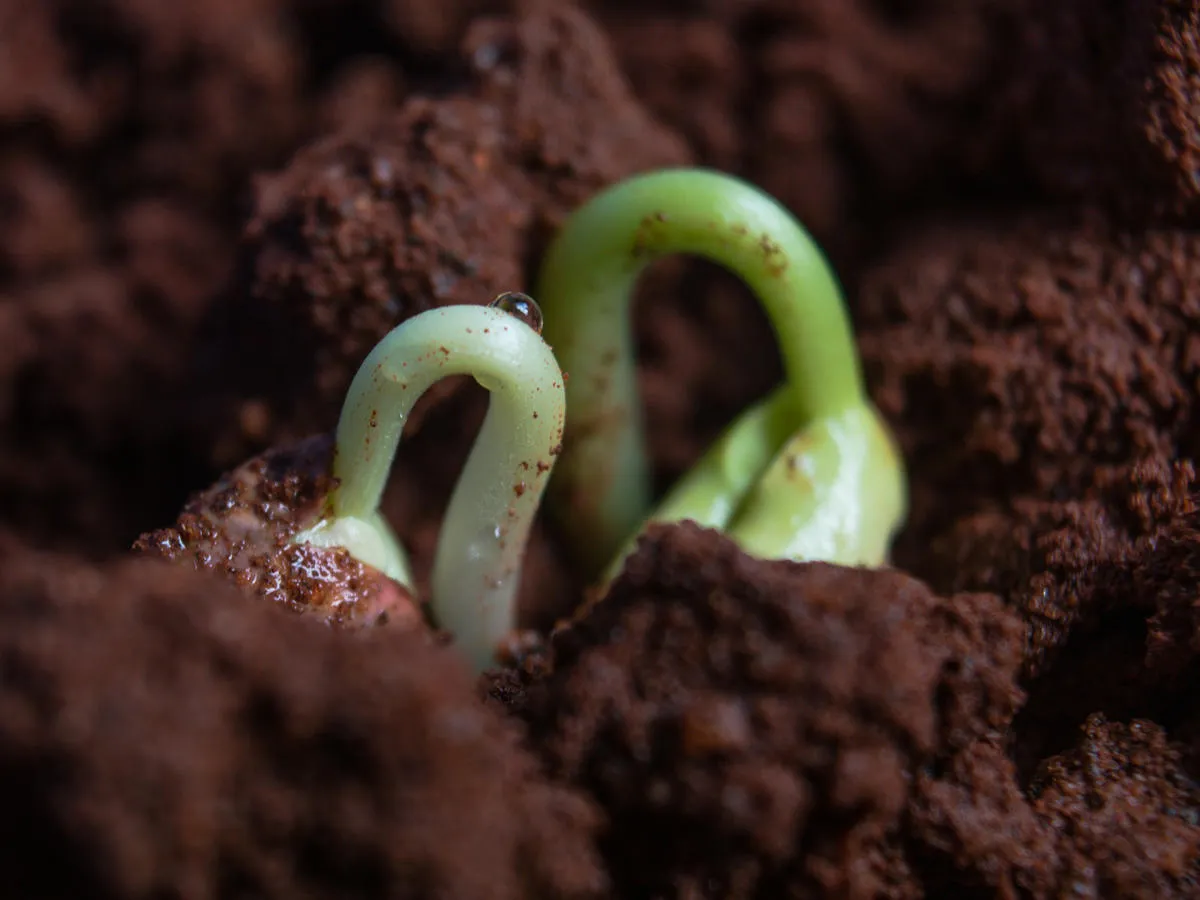 A green seedling sprouts in dark brown soil