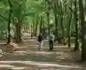 Older couple walking in wooded area
