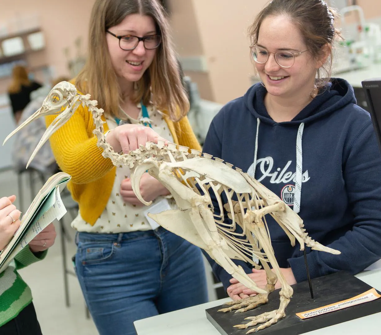 Vertebrate Zoology - King Penguin - Students at the University of Hull