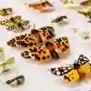 Moth Specimens incl Tiger Moths in Biological Science at the University of Hull