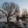 Trees in marshland