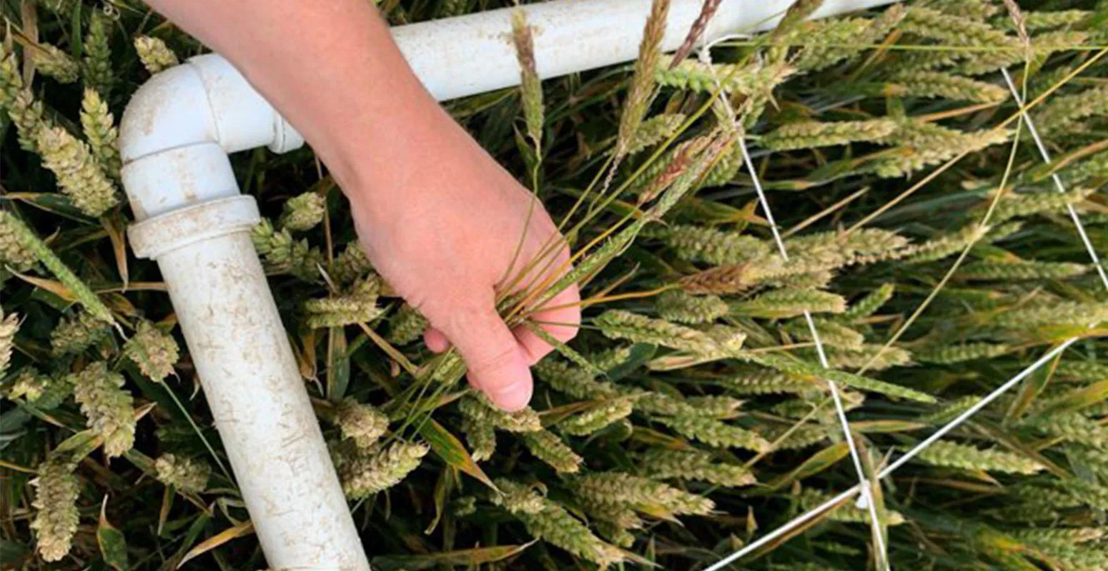 Hand with black grass