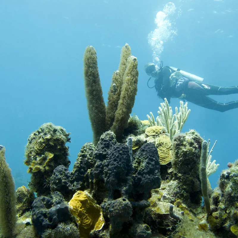 Scuba diver exploring coral reef in the ocean