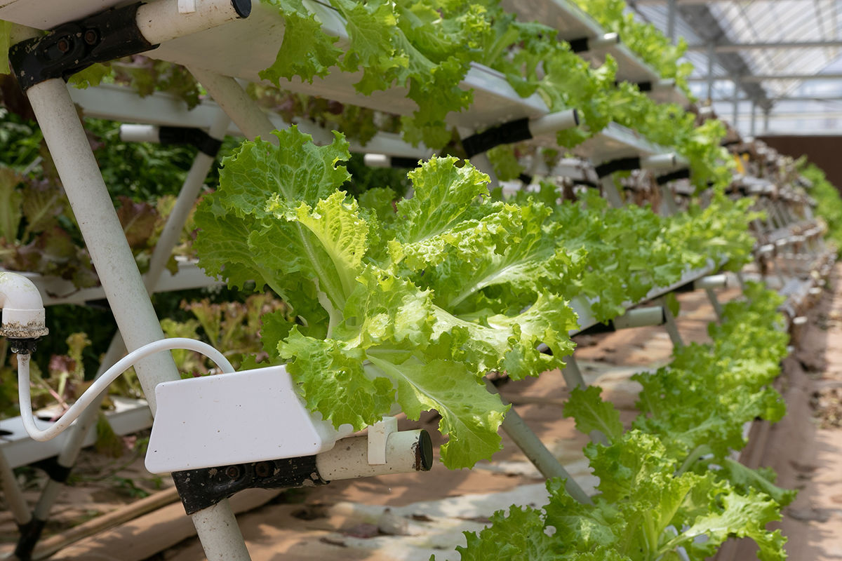 Rows of green lettuces in a high-tech greenhouse