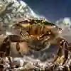 Female shore crab tending to her eggs