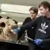 Zoology students with Hippo Skull at the University of Hull