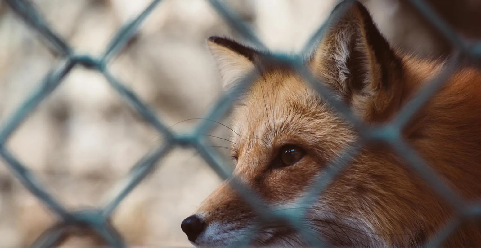 A fox looks through a chain link fence
