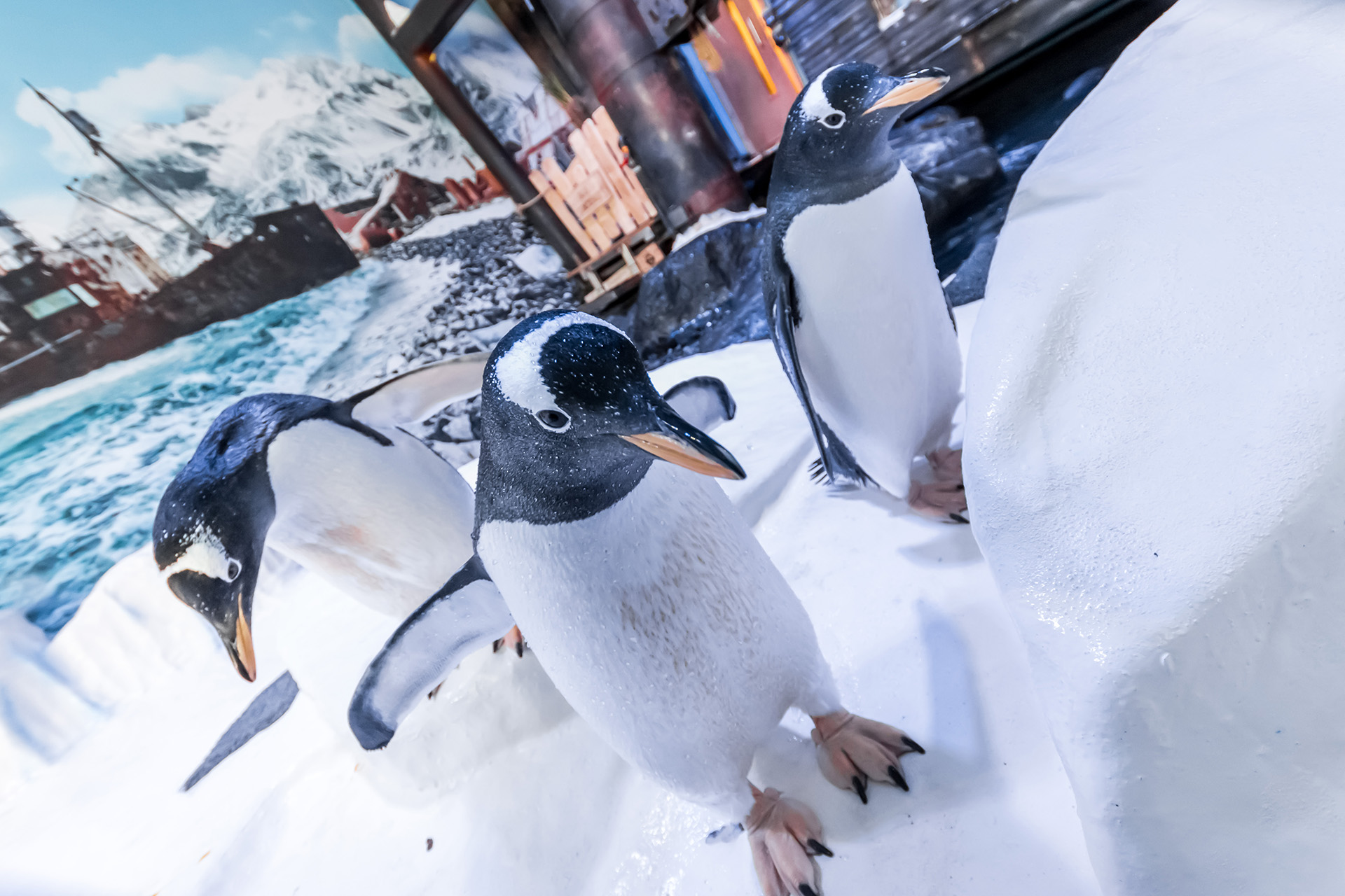 Penguins