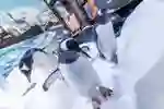 Penguins