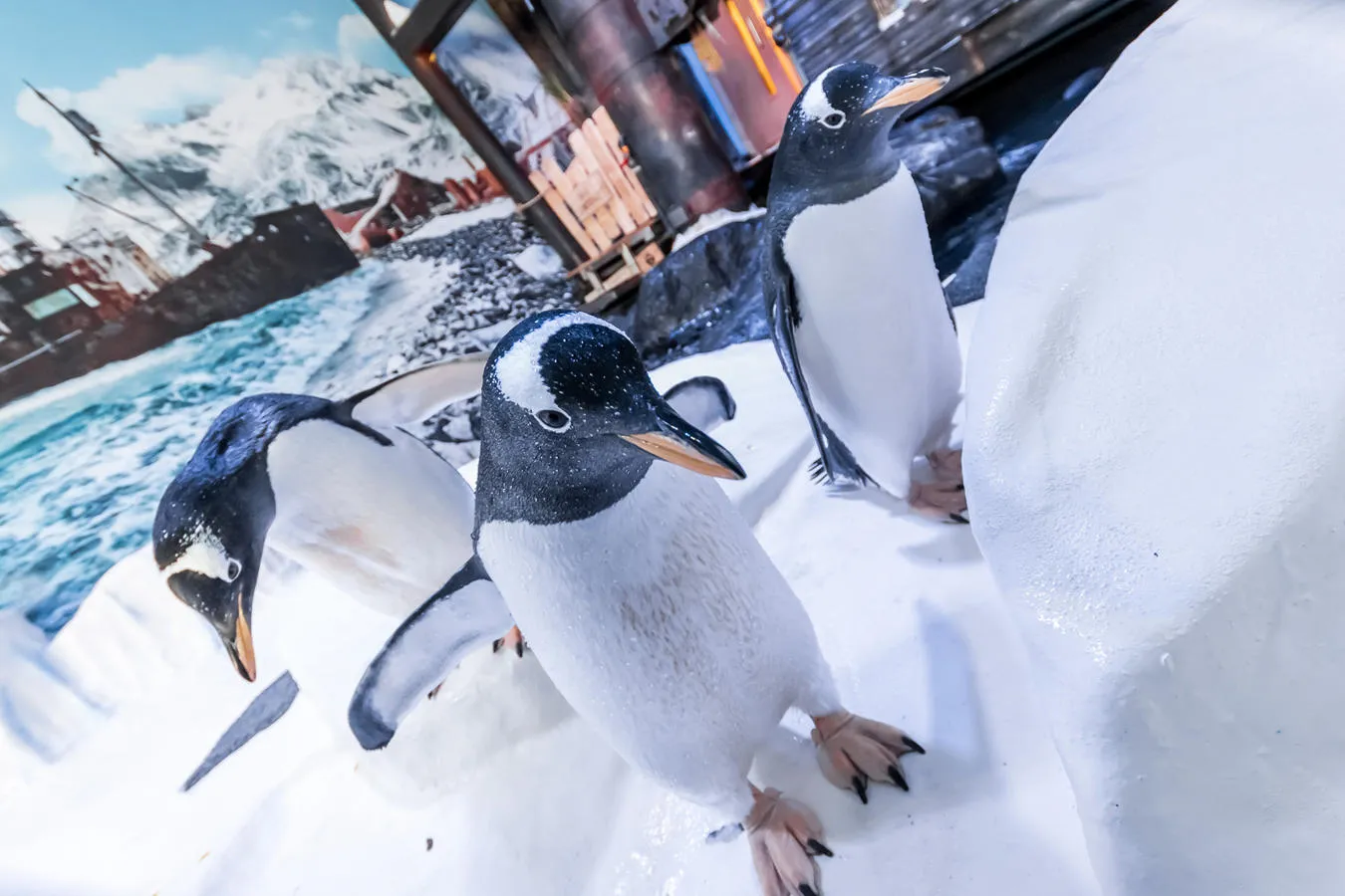 Three Gentoo penguins stand on an icy surface at The Deep.