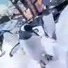 Penguins