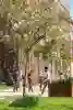 Students outside of a tall redbrick university bulding with trees and grass in the foreground