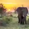 Elephant in national park at sunset