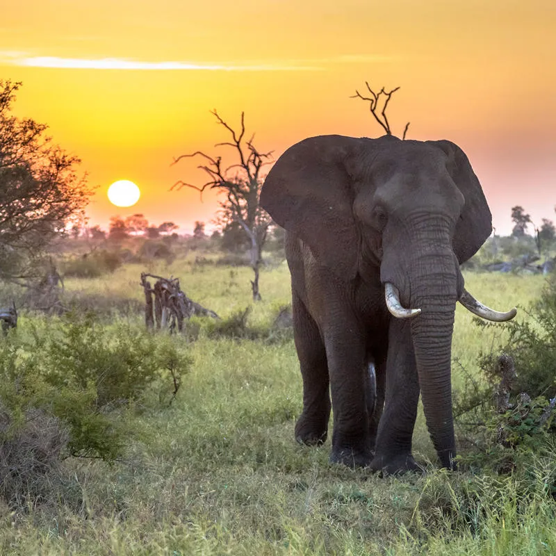 Elephant in national park at sunset