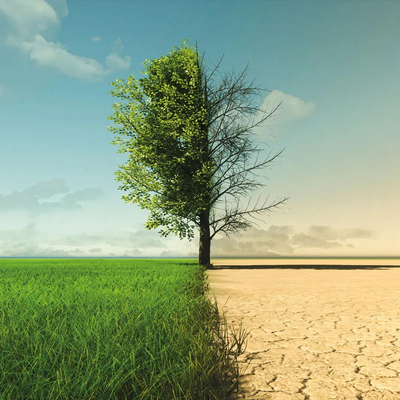 A tree is depicted in two extreme environments