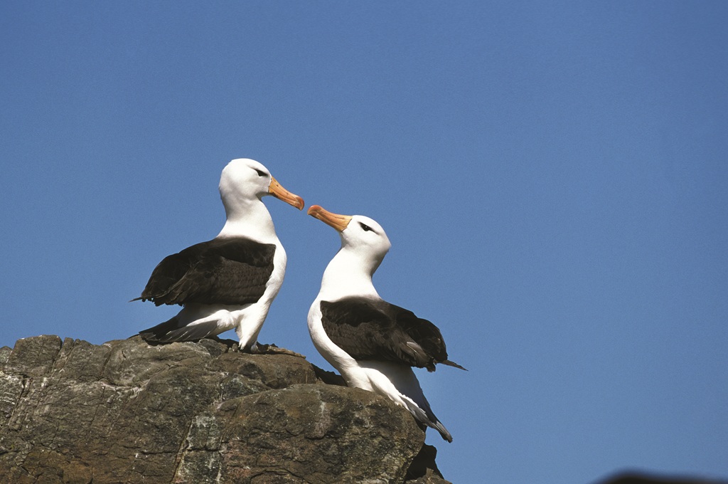 Two seabirds with white heads and dark wings stand together on a rocky ledge against a clear blue sky