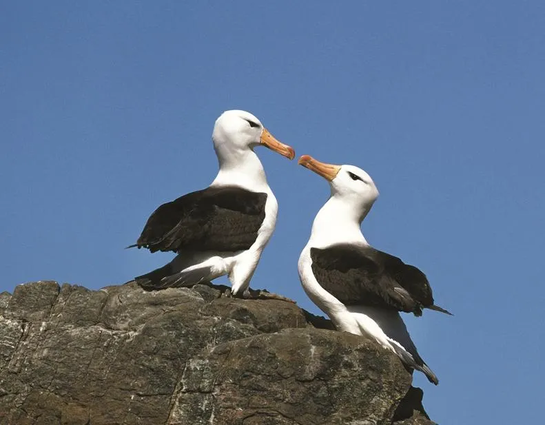 Two seabirds with white heads and dark wings stand together on a rocky ledge against a clear blue sky