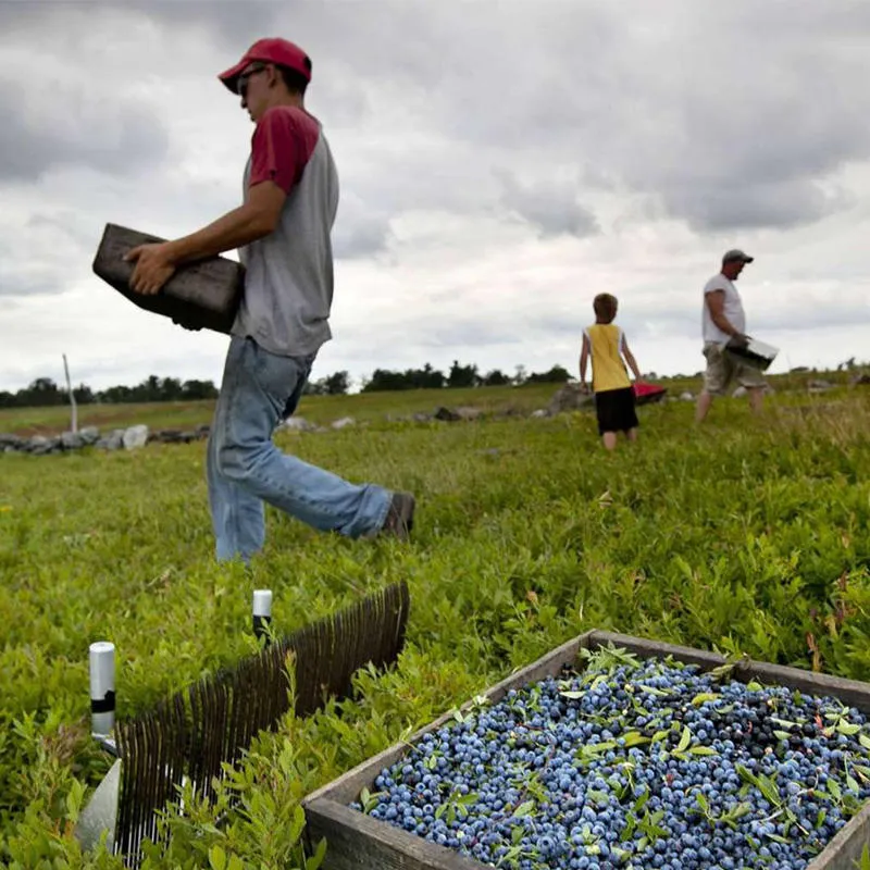 Modern slaves carry crates in a deserted field